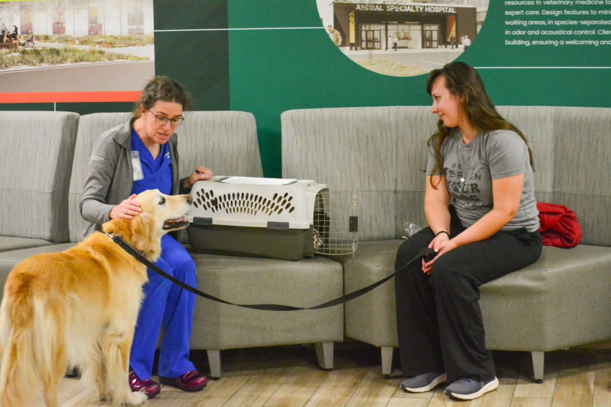 Tigger, a cat who receives treatment for orthopedic issues being discharged Nov. 6. Her owner and her furry brother picked her up from the Colorado State University Vet Hospital. 