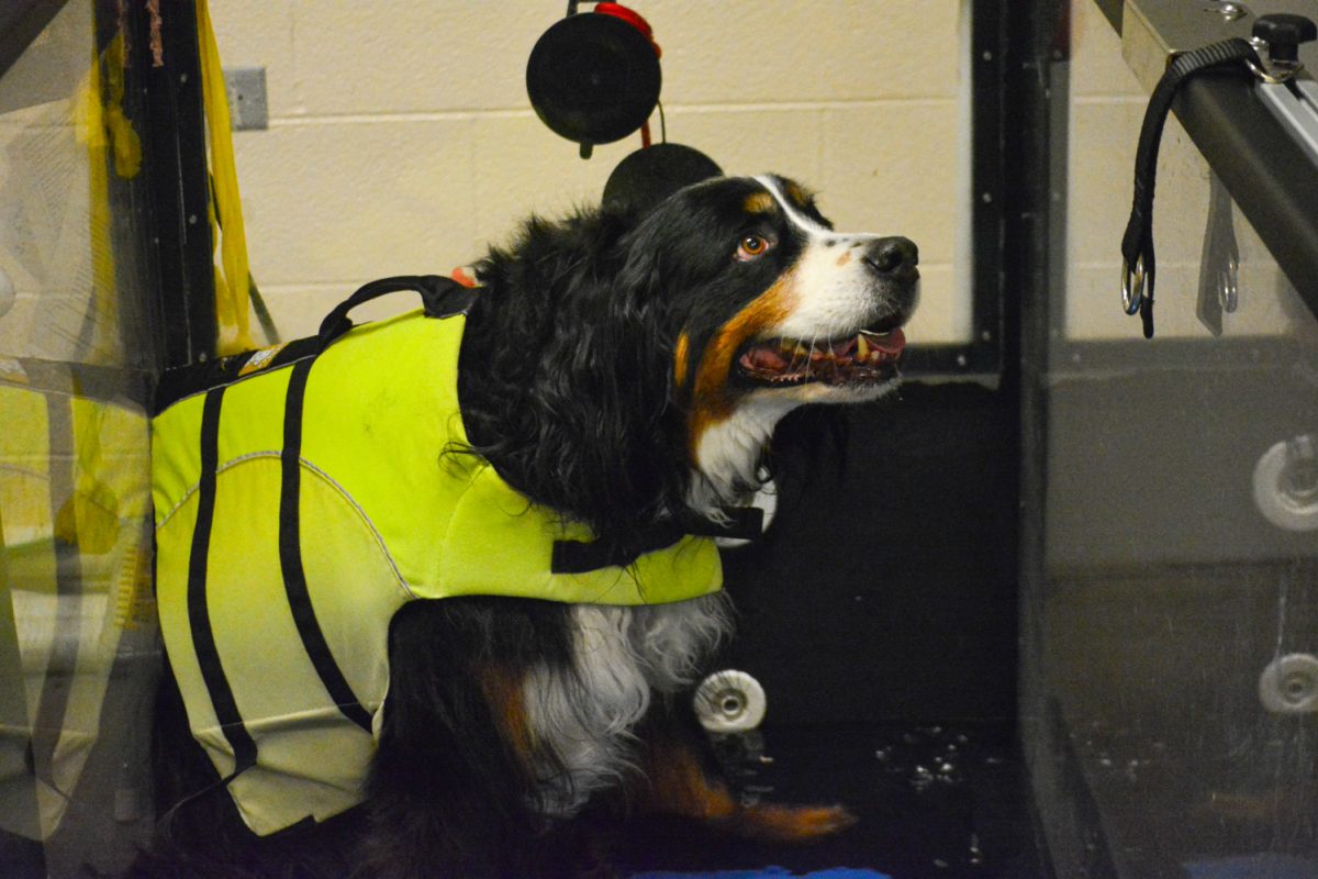 Atlas, an eight-year-old Bernese Mountain Dog waiting as the water treadmill fills up to perform physical therapy Nov. 6. Atlas is receiving treatment for degenerative myelopathy. 