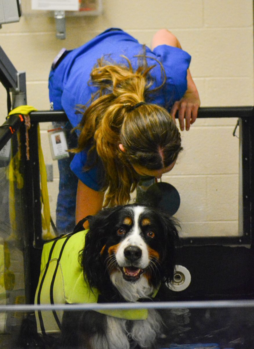 Atlas, a Burmese Mountain Dog and vet assistant Sean Bailey getting ready for the water treadmill Nov. 6. Atlas is receiving treatment for degenerative myelopathy, the water treadmill helps Atlas strengthen her legs. 