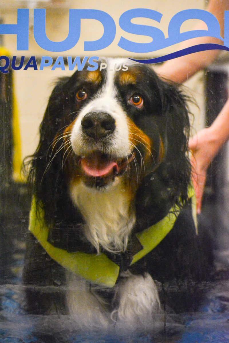 Atlas, a Burmese Mountain Dog who is receiving treatment for degenerative myelopathy walks on the water treadmill Nov. 6. Atlas also receives high-dose laser therapy and acupuncture to help slow the progression of her disease. 
