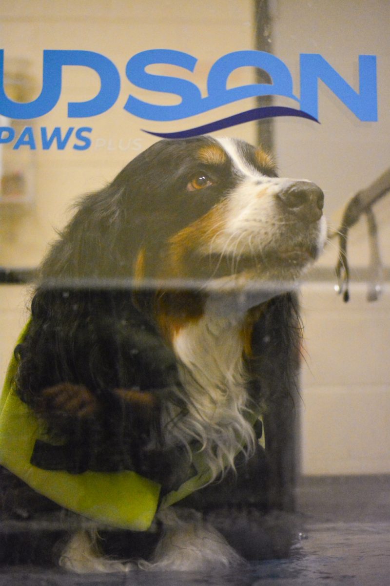 An eight-year-old Burmese Mountain Dog named Atlas walked on the water treadmill Nov. 6. Atlas has been receiving treatment for the last three months. 