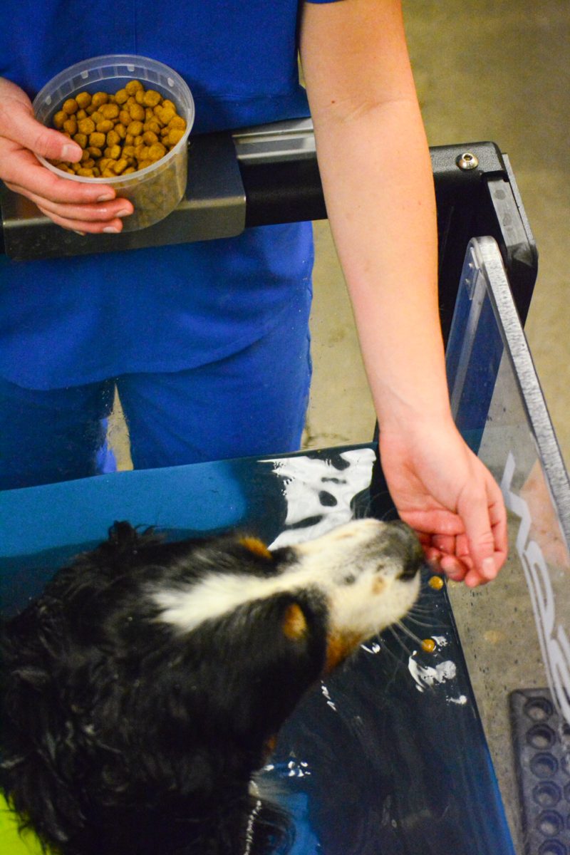 Atlas, am eight-year-old Burmese Mountain dog getting treats from vet assistant Sean Bailey Nov. 6. These treats encourage Atlas to continue walking on the water treadmill. 