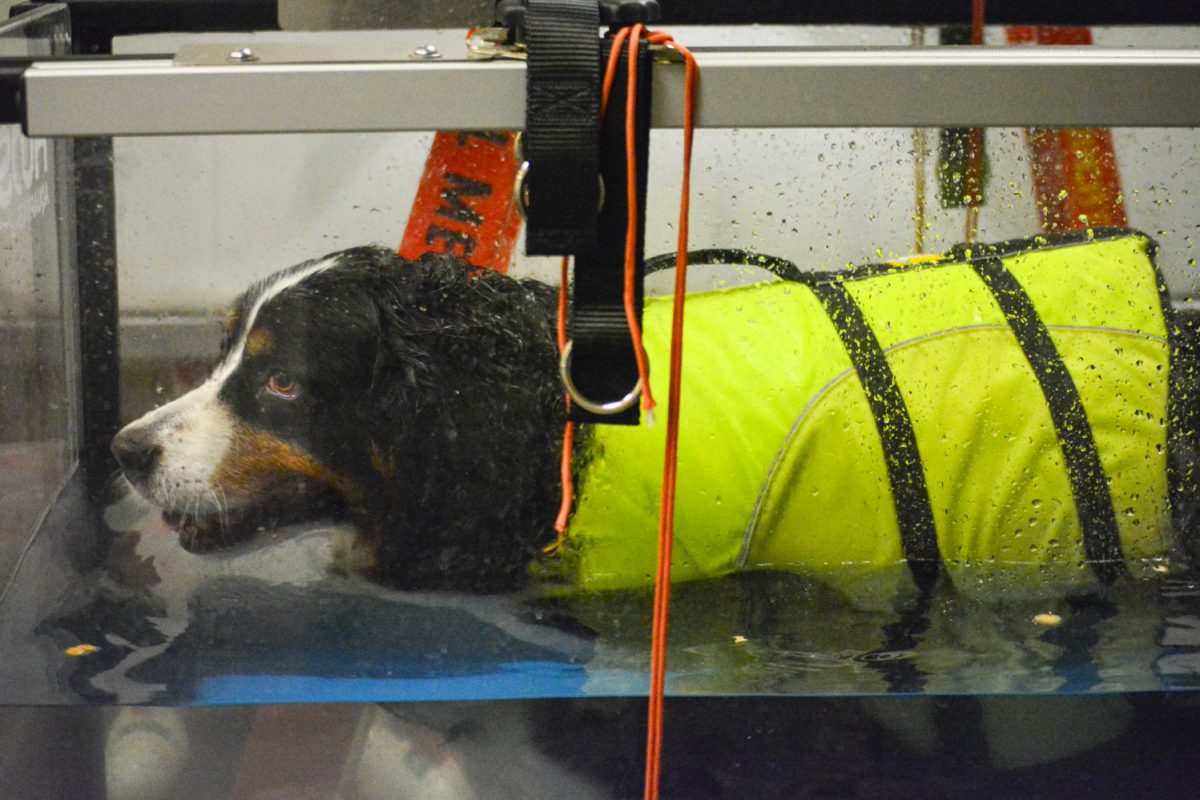Atlas, a patient at the Colorado State Vet Hospital walking in the water treadmill Nov. 6. This is one of the many treaments Atlas receives to help his degenerative myelopathy. 
