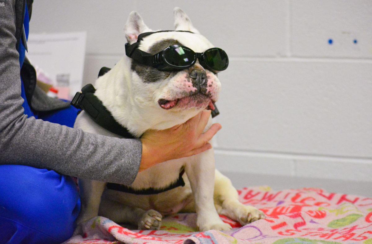 11_06_25_DogTherapy_KOrtega_015