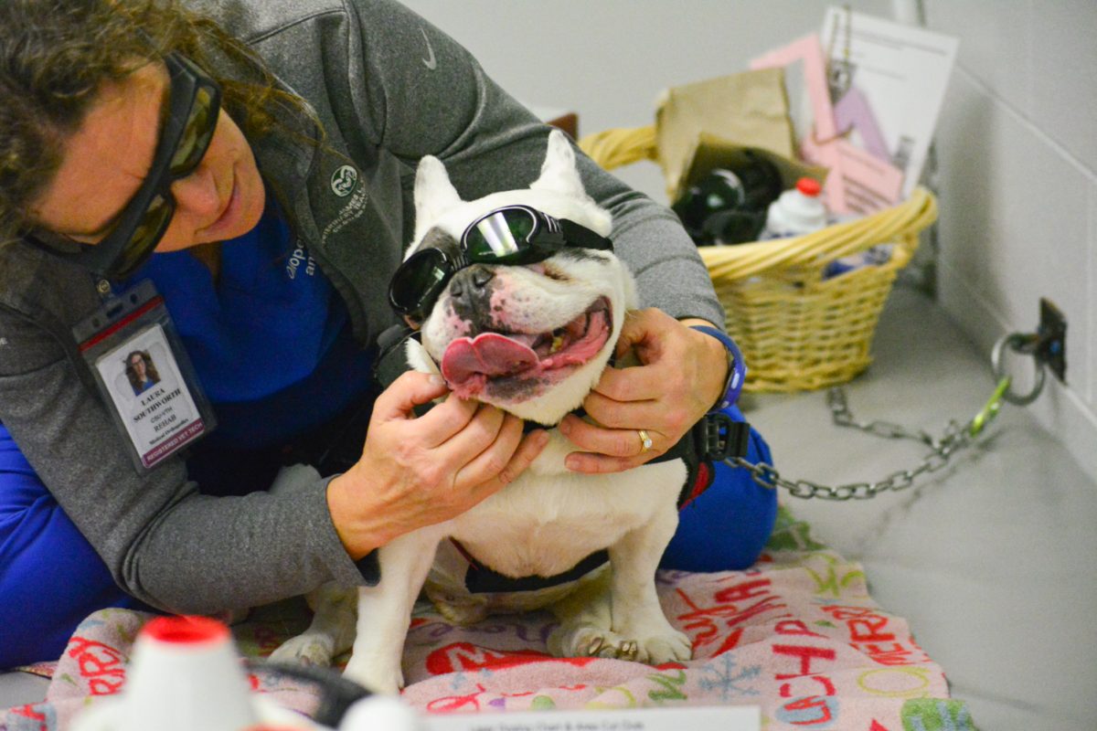 11_06_25_DogTherapy_KOrtega_016