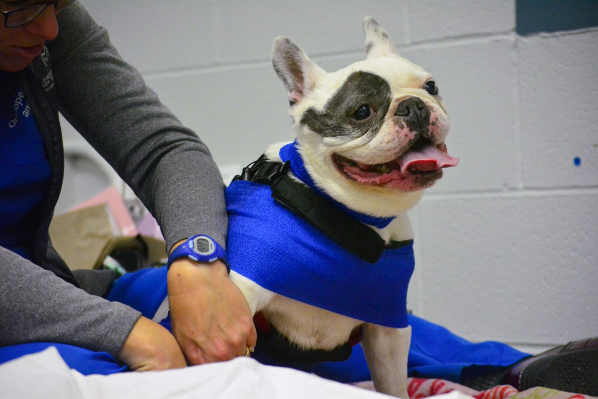 Gimlet, a 10-year-old French Bulldog received an E-STIM treatment for pain control Nov. 6. Gimlet is a regular at the Colorado State University Vet Hospital. 
