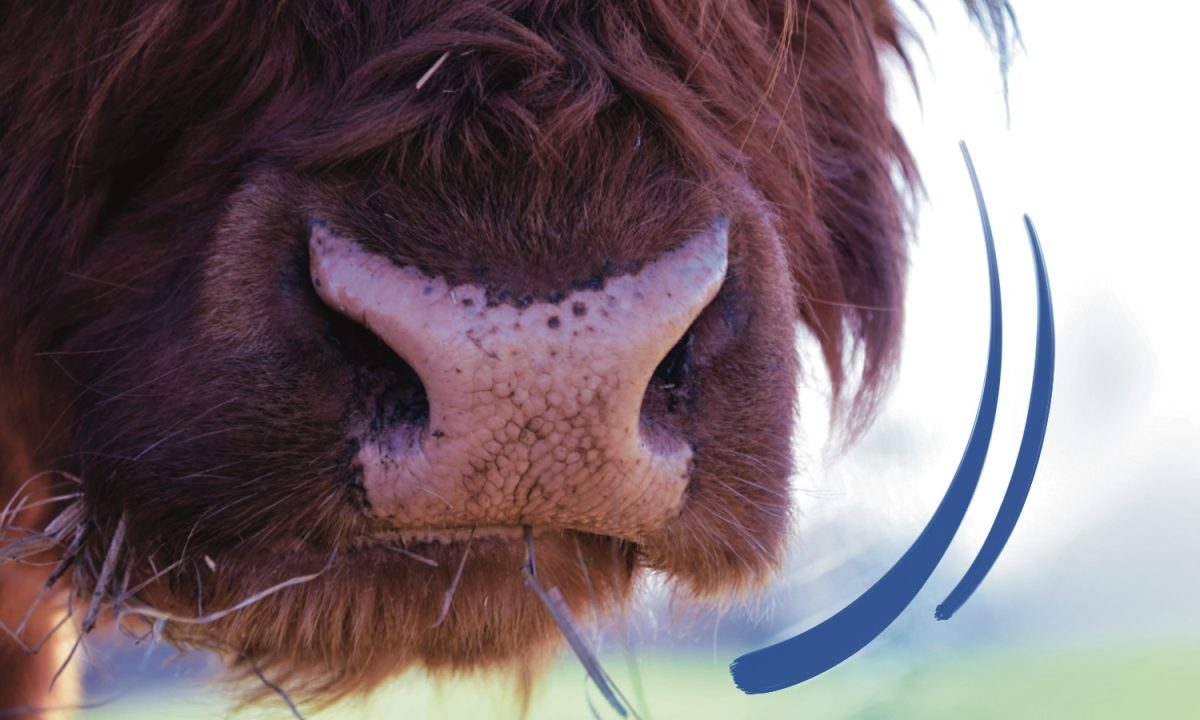 Bison_10th_Anniversary_ADAMS