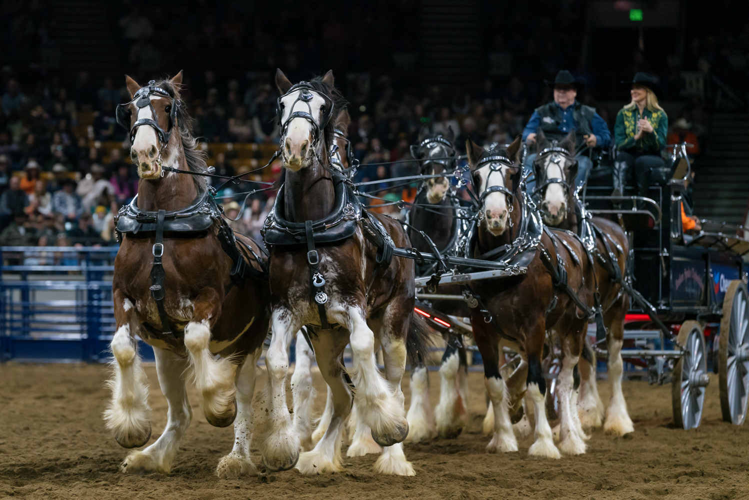 Gallery: NWSS Pro Rodeo starts 2026 off with 10-day tournament
