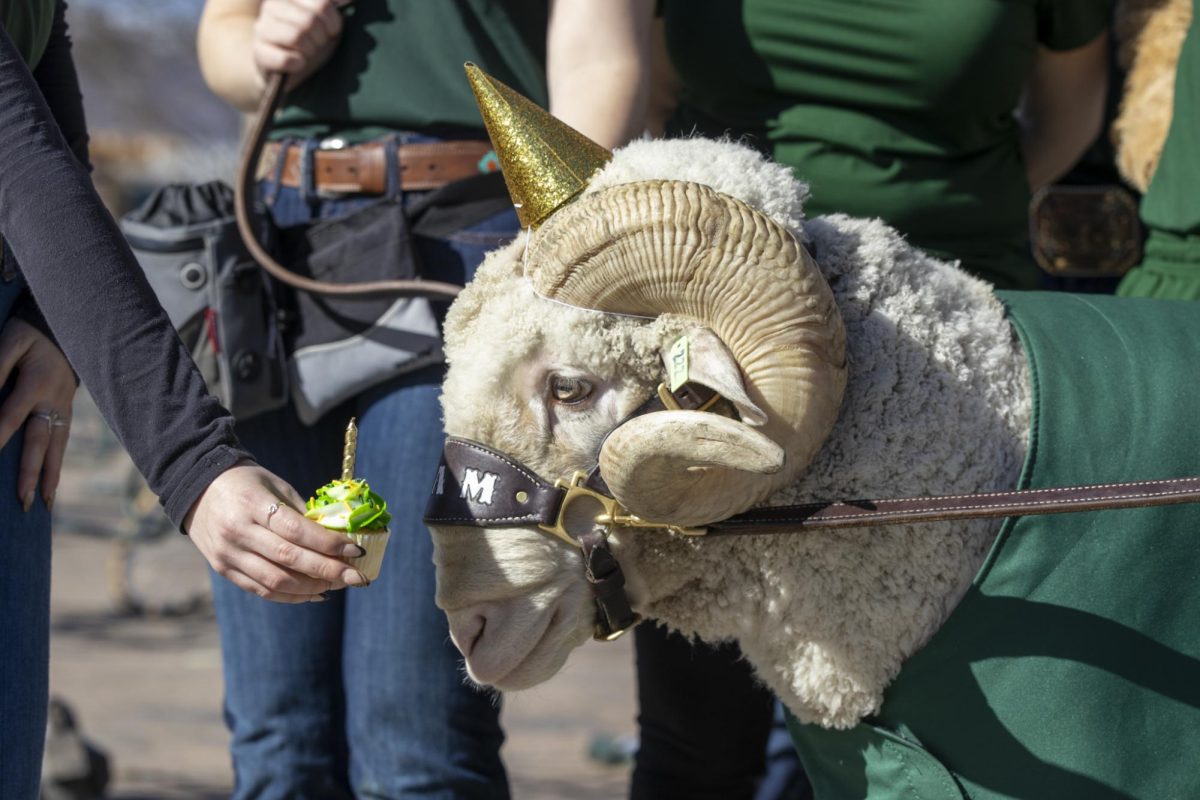 CAM the Ram celebrates his 72nd birthday at the Colorado State University Student Recreation Center with a cupcake. The event was organized by the CSU Alumni Association, Feb. 7.