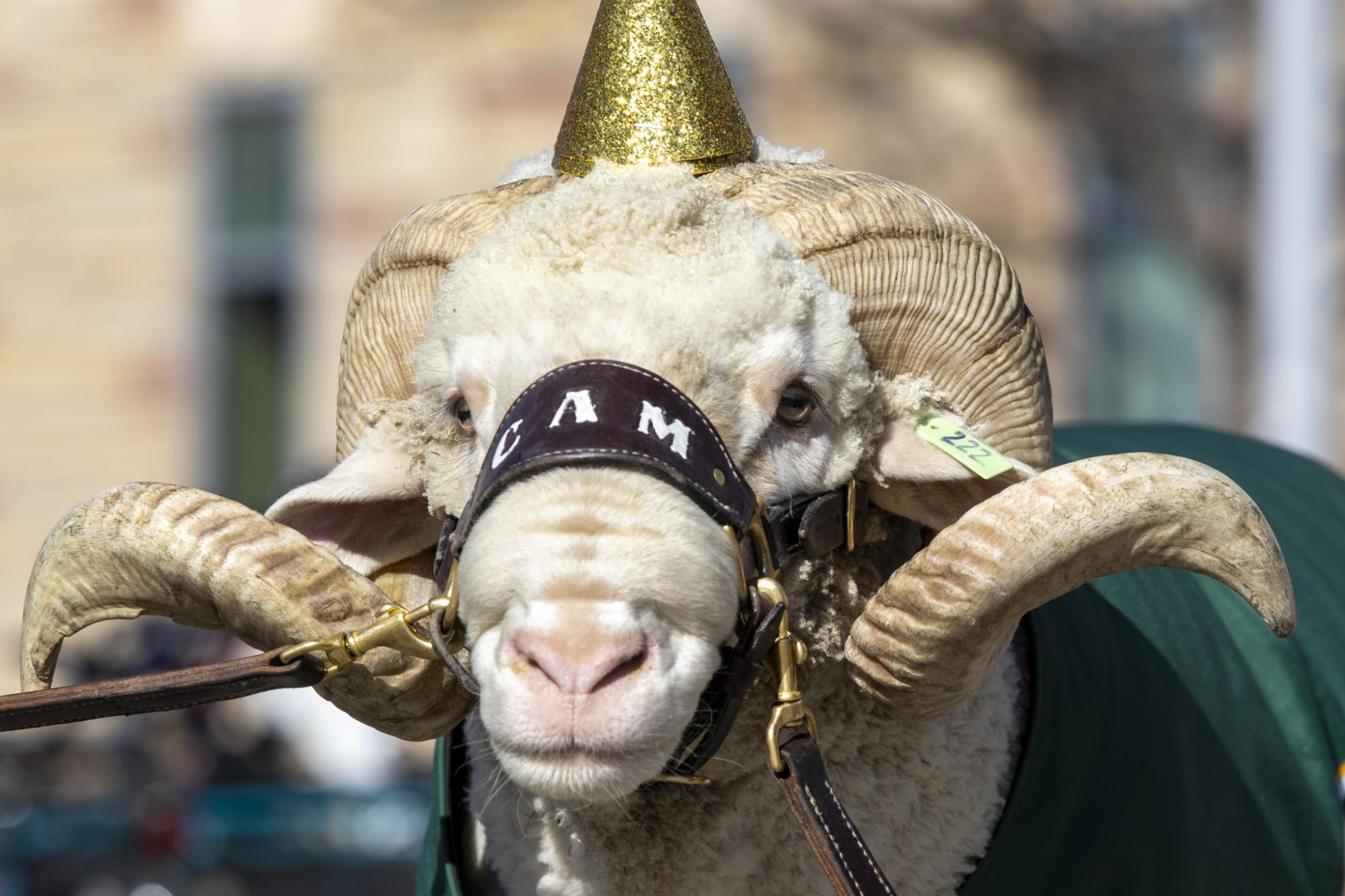 CAM the Ram celebrates his 72nd birthday at the Colorado State University Student Recreation Center. The event was organized by the CSU Alumni Association Feb. 7.
