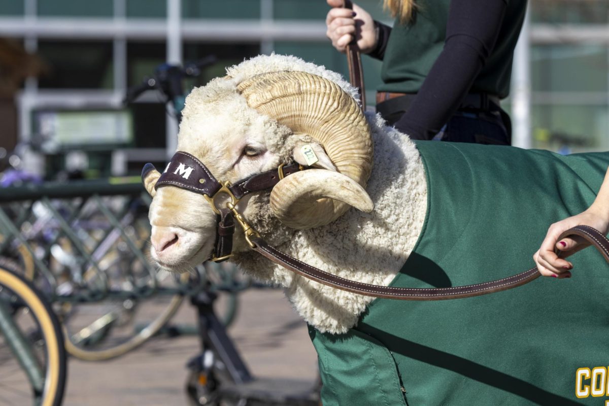 CAM the Ram celebrates his 72nd birthday at the Colorado State University Student Recreation Center. The event was organized by the CSU Alumni Association, Feb. 7.