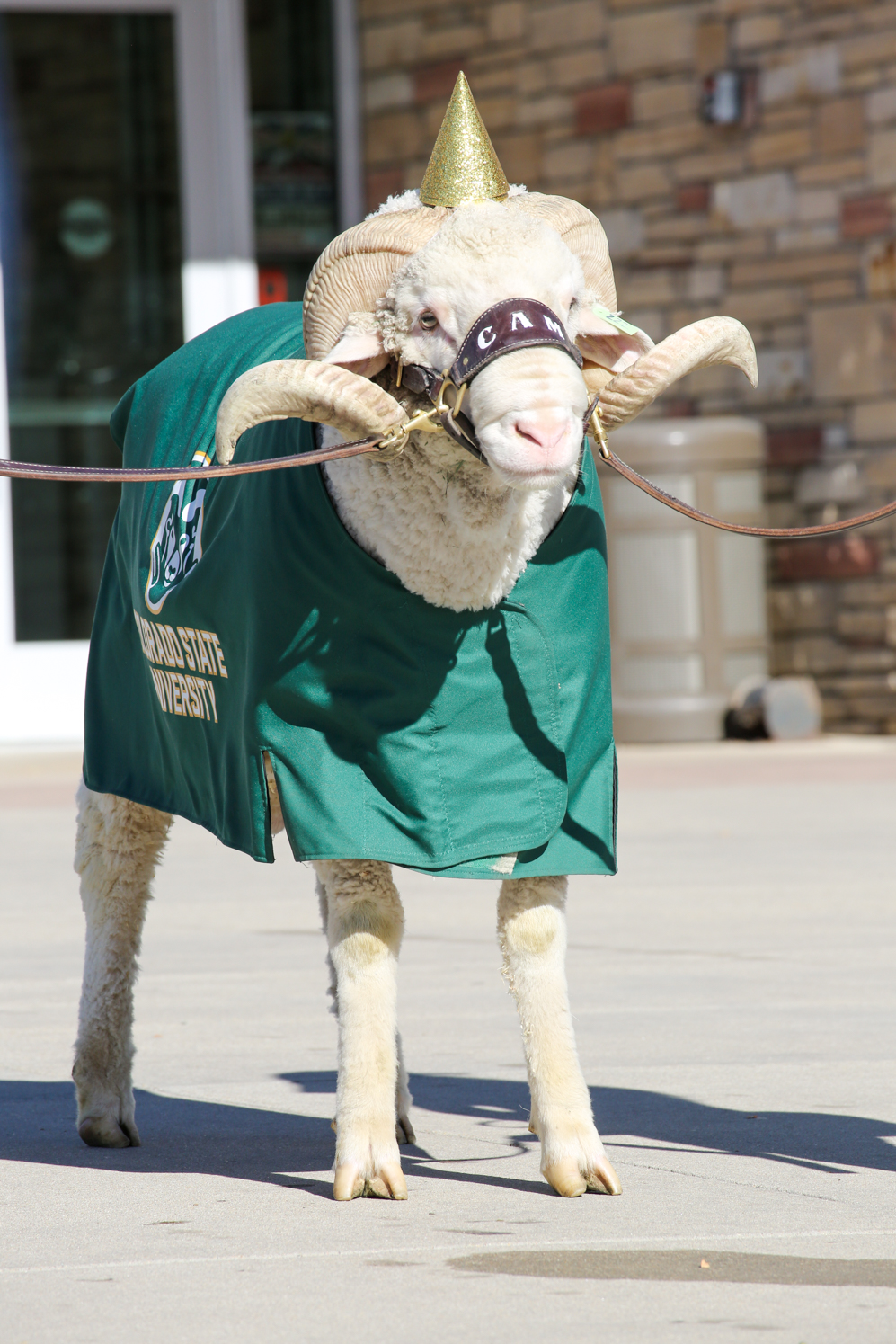 Gallery: CAM the Ram celebrates birthday
