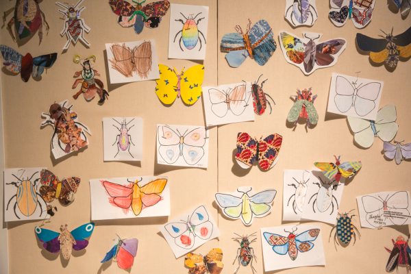 A bulletin board with many colorful butterflies and beetles and bugs.
