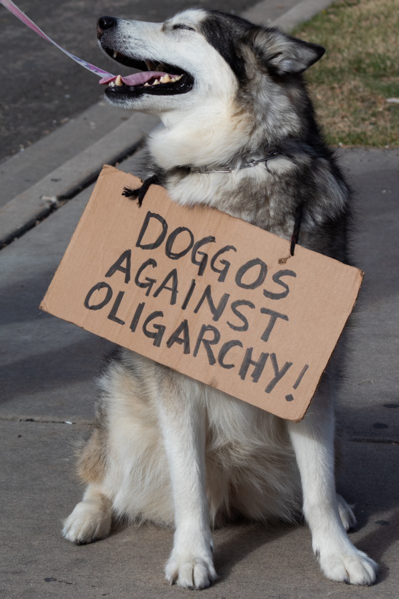 A dog called June carries a sign during the No Kings protest in Fort Collins’ Civic Center Park March 28. “I’m here to march for people who don’t have a voice and who can’t be resent out of fear, which we should never be in a situation where that is a reality," June’s owner, Lyndsey, said. "We’re here to voice that we’re not okay with this. We want to stand up and people need to wake up.”