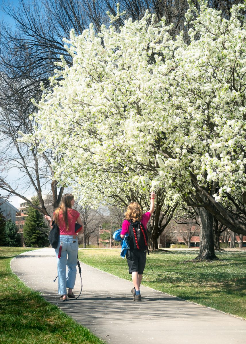 Two CSU students walk by a tree on campus during the spring season. One student reaches out to touch the white tree as they walk by March 26 
