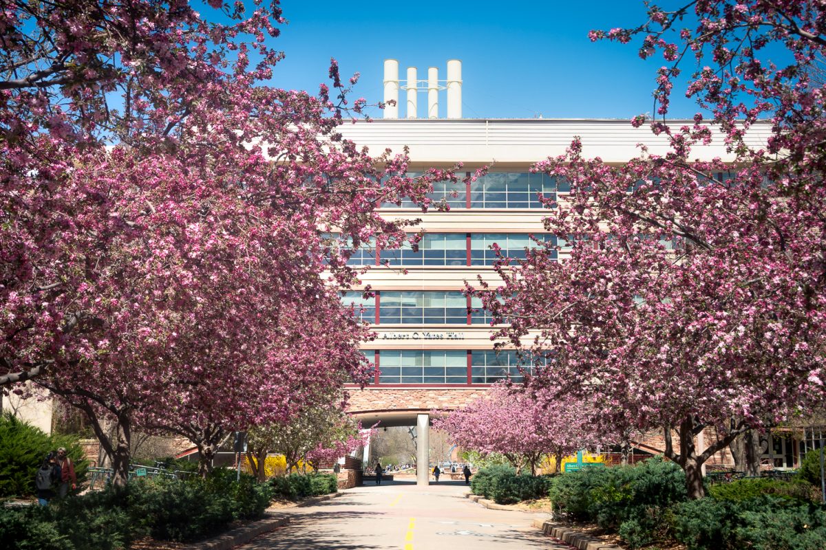Pink trees frame the Albert. C. Yates hall on the CSU Campus March 26.