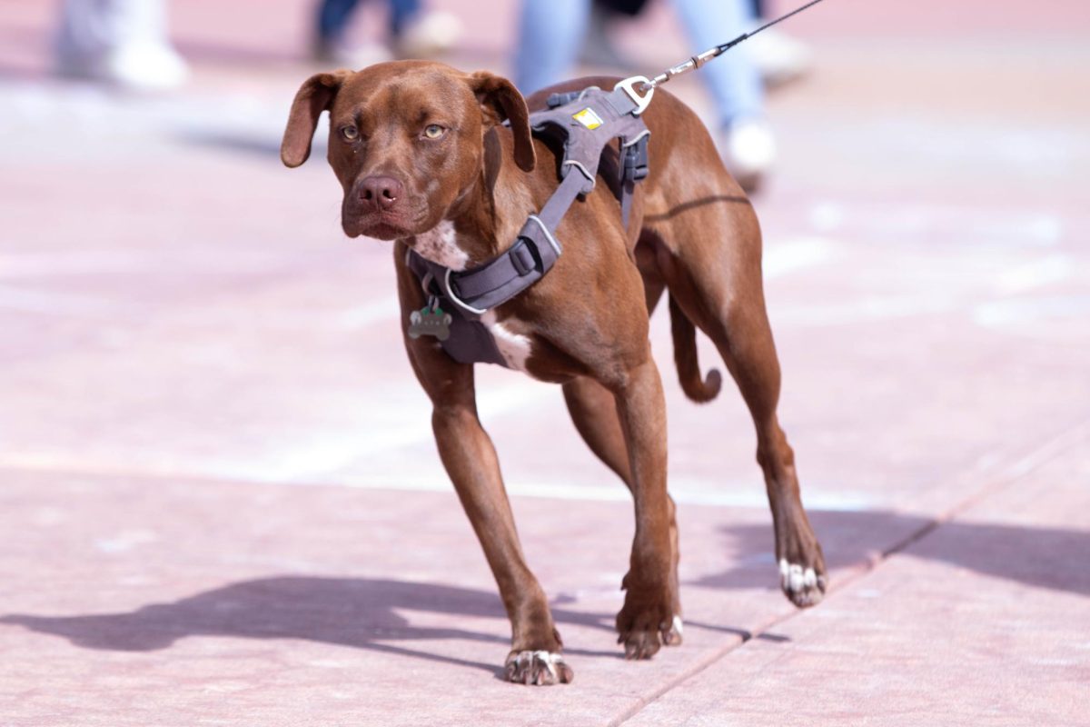 Puppy is intrigued by Colorado State University's ASCSU Saddle Up and Vote event on the Lory Student Center plaza, March 10.