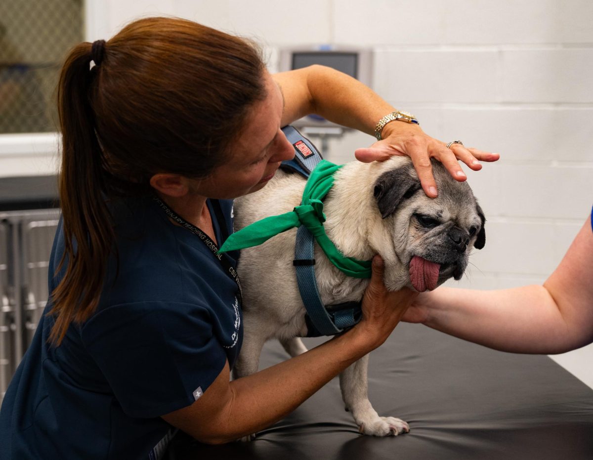 Stephanie McGrath, a doctor of veterinary medicine and an associate professor of Neurology for Colorado State University (CSU) performs a cognitive exam as a part of a general examination for her canine patient El Jefe, April 20. El Jefe, a 15 year old pug owned by Amy Parsons the CSU president, was in for a routine health check-up and a neurological exam was part of the clinician’s testing.