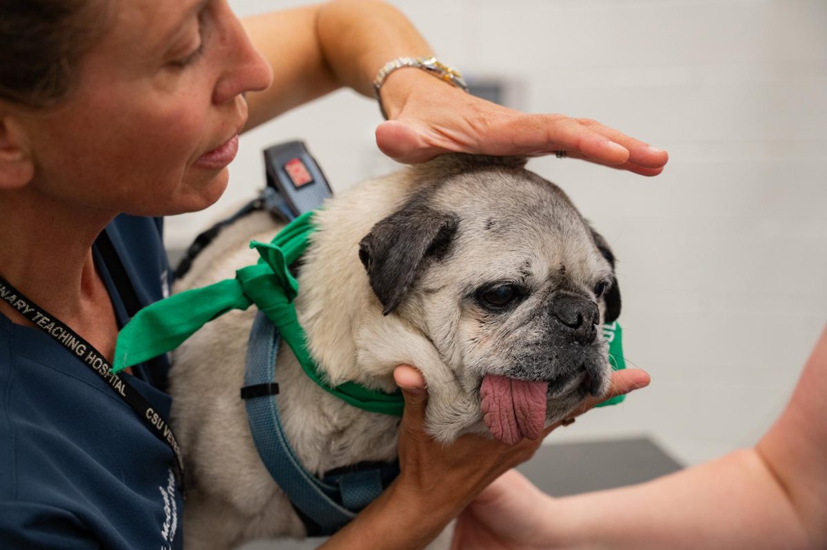 Stephanie McGrath, a doctor of veterinary medicine and an associate professor of Neurology for Colorado State University (CSU) performs a cognitive exam as a part of a general examination for her canine patient El Jefe, April 20. El Jefe, a 15 year old pug owned by Amy Parsons the CSU president, was in for a routine health check-up and a neurological exam was part of the clinician’s testing.