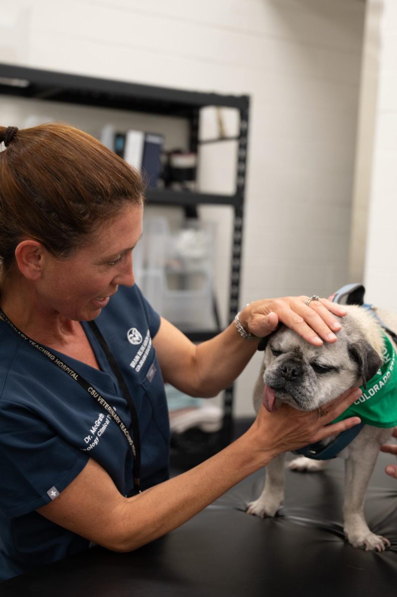 Stephanie McGrath, a doctor of veterinary medicine and an associate professor of Neurology for Colorado State University (CSU) performs a cognitive exam as a part of a general examination for her canine patient El Jefe, April 20. El Jefe, a 15 year old pug owned by Amy Parsons the CSU president, was in for a routine health check-up and a neurological exam was part of the clinician’s testing.