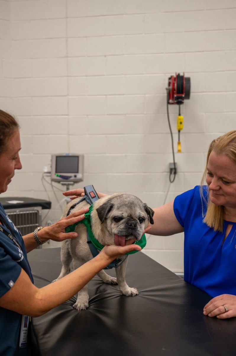 Stephanie McGrath, a doctor of veterinary medicine and an associate professor of Neurology for Colorado State University (CSU) and Julie Moreno a Neurotoxicologist and professor in Prion research perform a cognitive exam as a part of a general examination for the canine patient El Jefe, April 20. El Jefe, a 15 year old pug owned by Amy Parsons the CSU president, was in for a routine health check-up and a neurological exam was part of the clinician’s testing.
