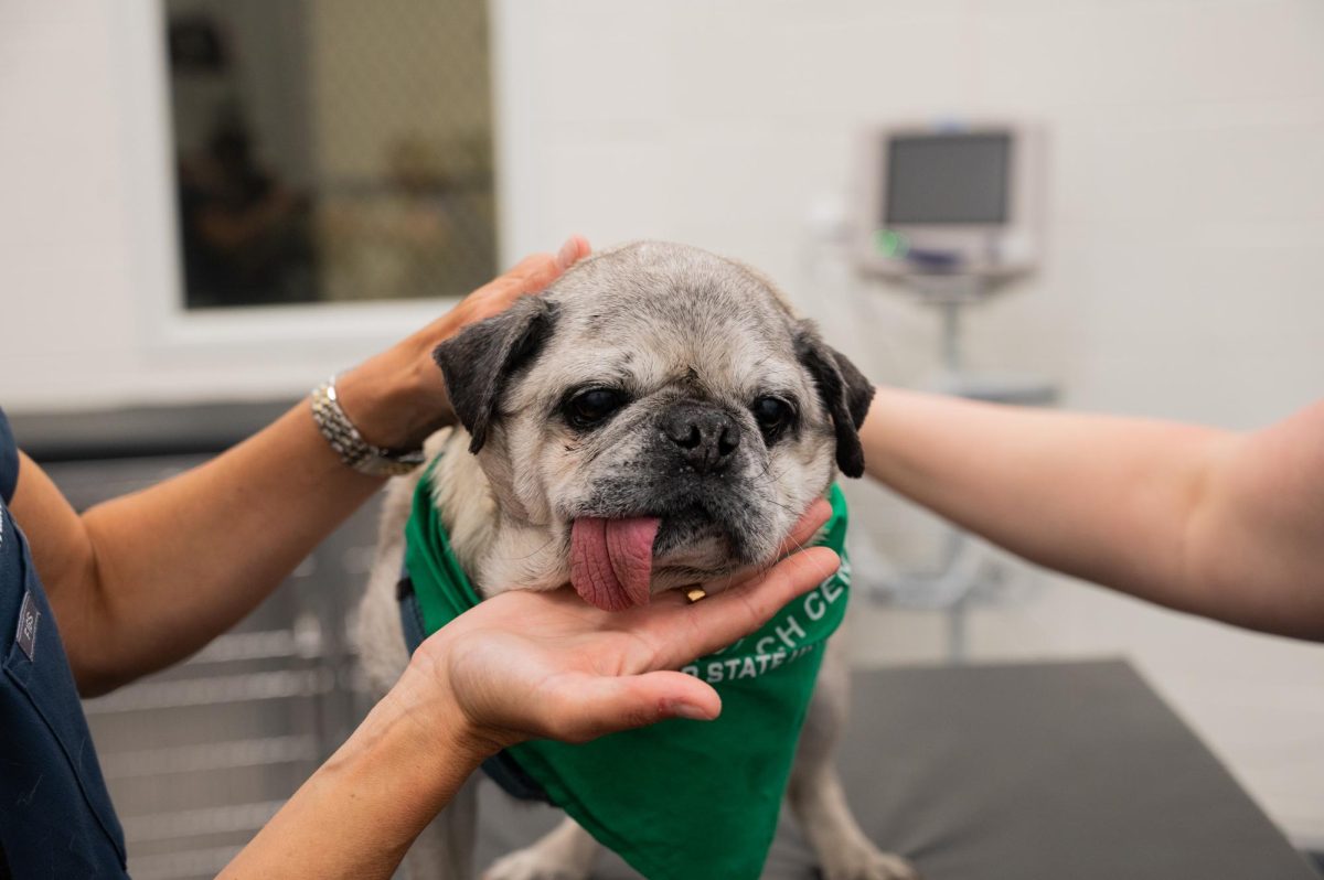 Stephanie McGrath, a doctor of veterinary medicine and an associate professor of Neurology for Colorado State University (CSU) and Julie Moreno a Neurotoxicologist and professor in Prion research perform a cognitive exam as a part of a general examination for the canine patient El Jefe, April 20. El Jefe, a 15 year old pug owned by Amy Parsons the CSU president, was in for a routine health check-up and a neurological exam was part of the clinician’s testing.