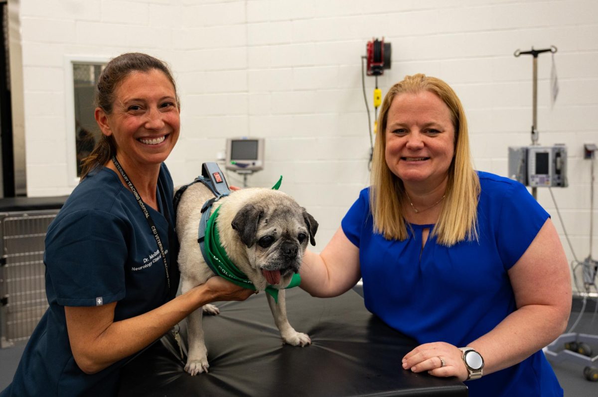 Stephanie McGrath, a doctor of veterinary medicine and an associate professor of Neurology for Colorado State University (CSU) and Julie Moreno a Neurotoxicologist and professor in Prion research perform a cognitive exam as a part of a general examination for the canine patient El Jefe, April 20. El Jefe, a 15 year old pug owned by Amy Parsons the CSU president, was in for a routine health check-up and a neurological exam was part of the clinician’s testing.