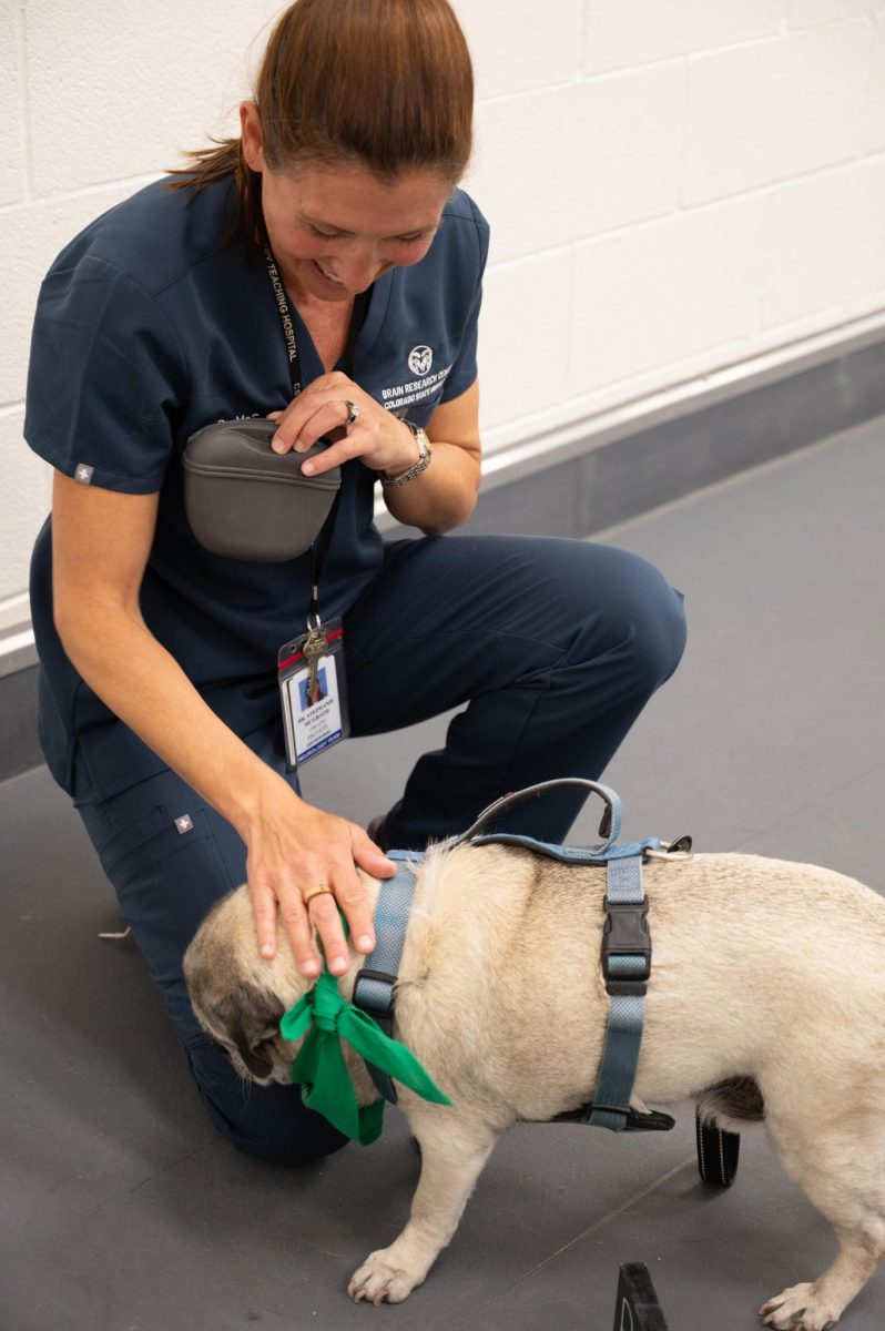 Stephanie McGrath, a doctor of veterinary medicine and an associate professor of Neurology for Colorado State University (CSU) performs blind cognition test on El Jefe, a 15 year old pug owned by CSU President Amy Parsons, as part of a clinical study on canine cognition as they age, April 20. As part of the study a dog would be shown a treat which would then be placed behind one of four blinders. The dog would then have to locate the treat by recalling which blinder it had been placed behind. Variability was introduced to the study through timed delay testing (10, 20, 30 seconds) or through distracted testing to see if the dog was still able to recall where the treat had been placed.