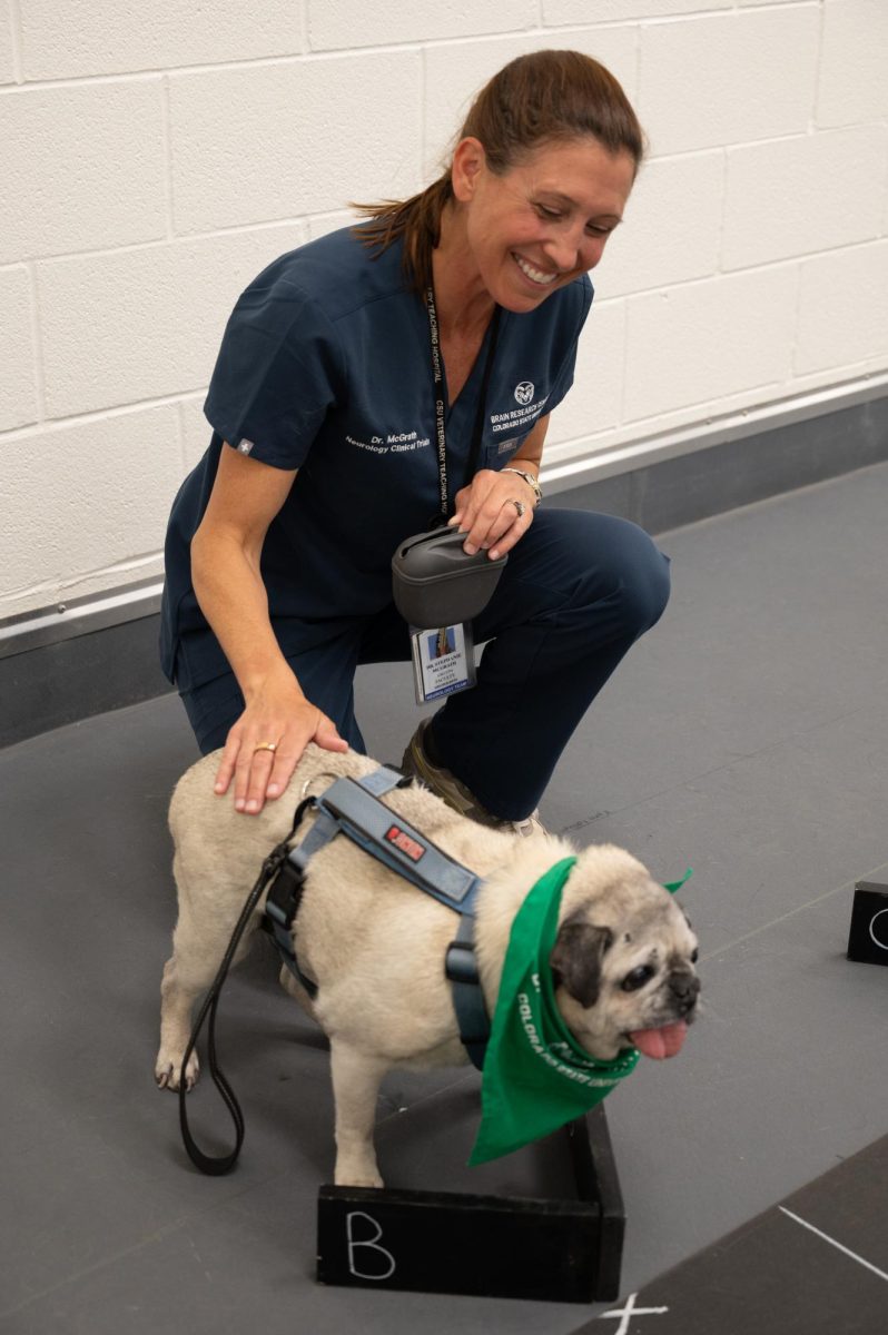 Stephanie McGrath, a doctor of veterinary medicine and an associate professor of Neurology for Colorado State University (CSU) performs blind cognition test on El Jefe, a 15 year old pug owned by CSU President Amy Parsons, as part of a clinical study on canine cognition as they age, April 20. As part of the study a dog would be shown a treat which would then be placed behind one of four blinders. The dog would then have to locate the treat by recalling which blinder it had been placed behind. Variability was introduced to the study through timed delay testing (10, 20, 30 seconds) or through distracted testing to see if the dog was still able to recall where the treat had been placed.