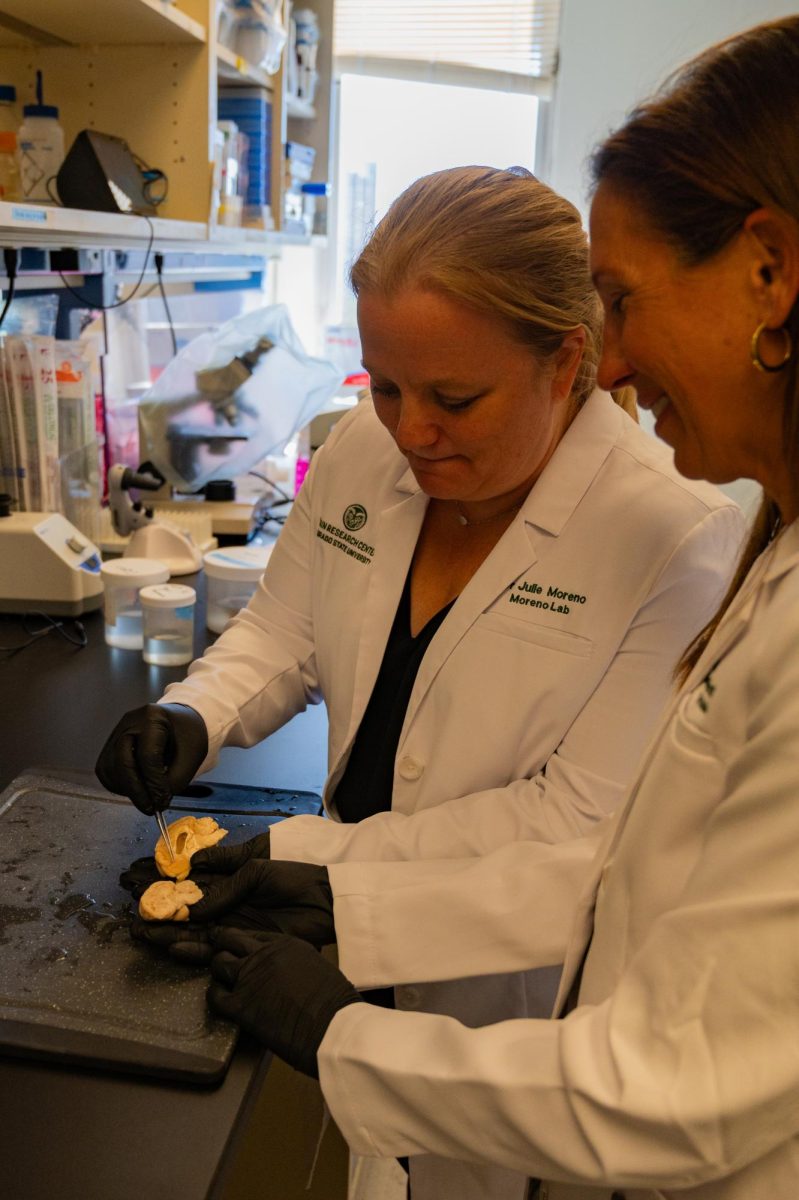 Julie Moreno, a Neurotoxicologist and professor in Prion research at Colorado State University, and Stephanie McGrath, a doctor of veterinary medicine and an associate professor of Neurology for Colorado State University, perform a necropsy on brain samples from both healthy control dogs and dogs suffering from neurodegenerative diseases such as Dementia, April 23rd. The control brain pictured in the foreground is an example of healthy brain tissue while the brain tissue pictured further back is an example of tissue from a dog that suffered from Dementia, as can be seen in the degeneration of the vesicle in the median portion of the brain sample.