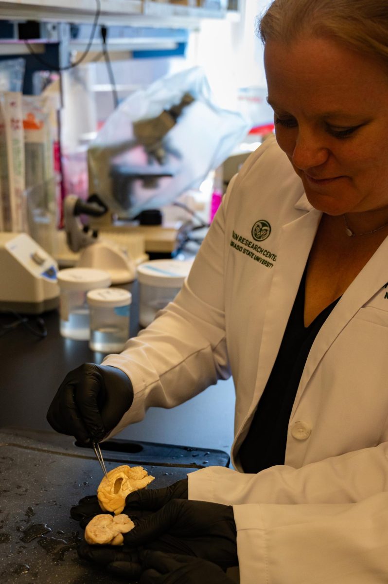 Julie Moreno, a Neurotoxicologist and professor in Prion research at Colorado State University, and Stephanie McGrath, a doctor of veterinary medicine and an associate professor of Neurology for Colorado State University, perform a necropsy on brain samples from both healthy control dogs and dogs suffering from neurodegenerative diseases such as Dementia, April 23rd. The control brain pictured in the foreground is an example of healthy brain tissue while the brain tissue pictured further back is an example of tissue from a dog that suffered from Dementia, as can be seen in the degeneration of the vesicle in the median portion of the brain sample.