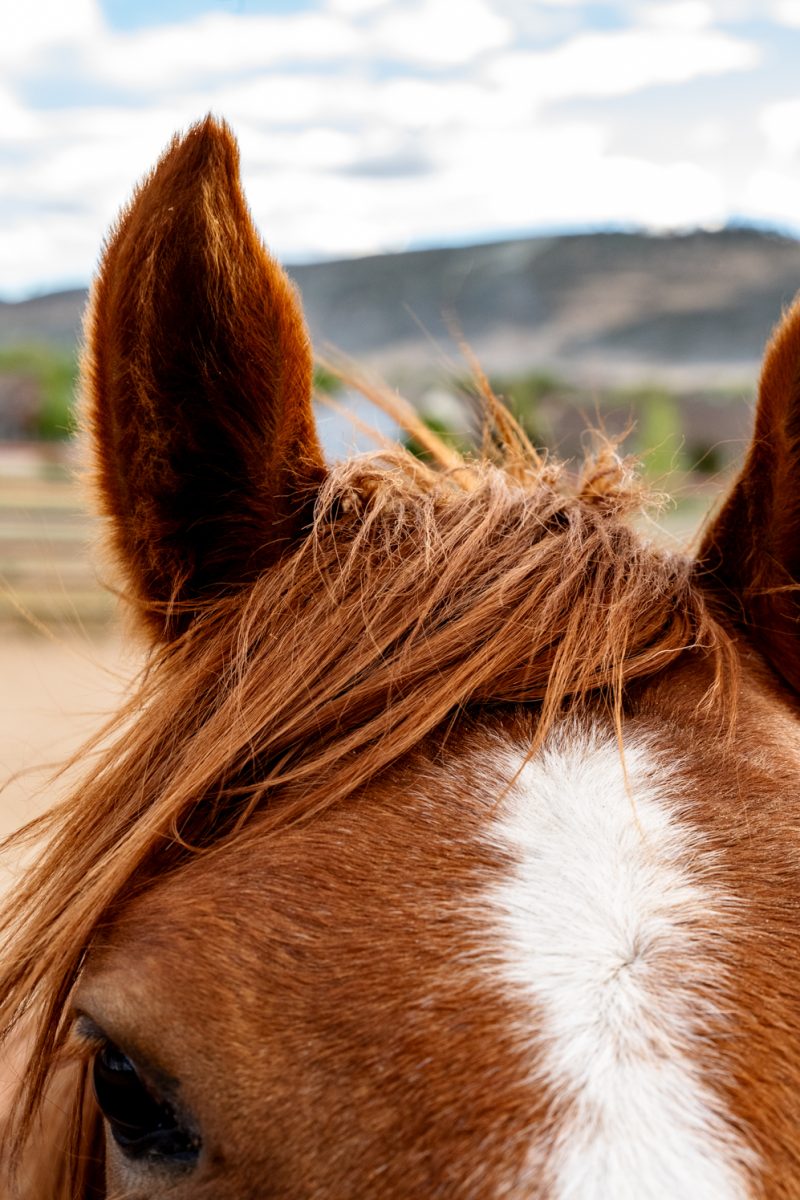 Horse :)