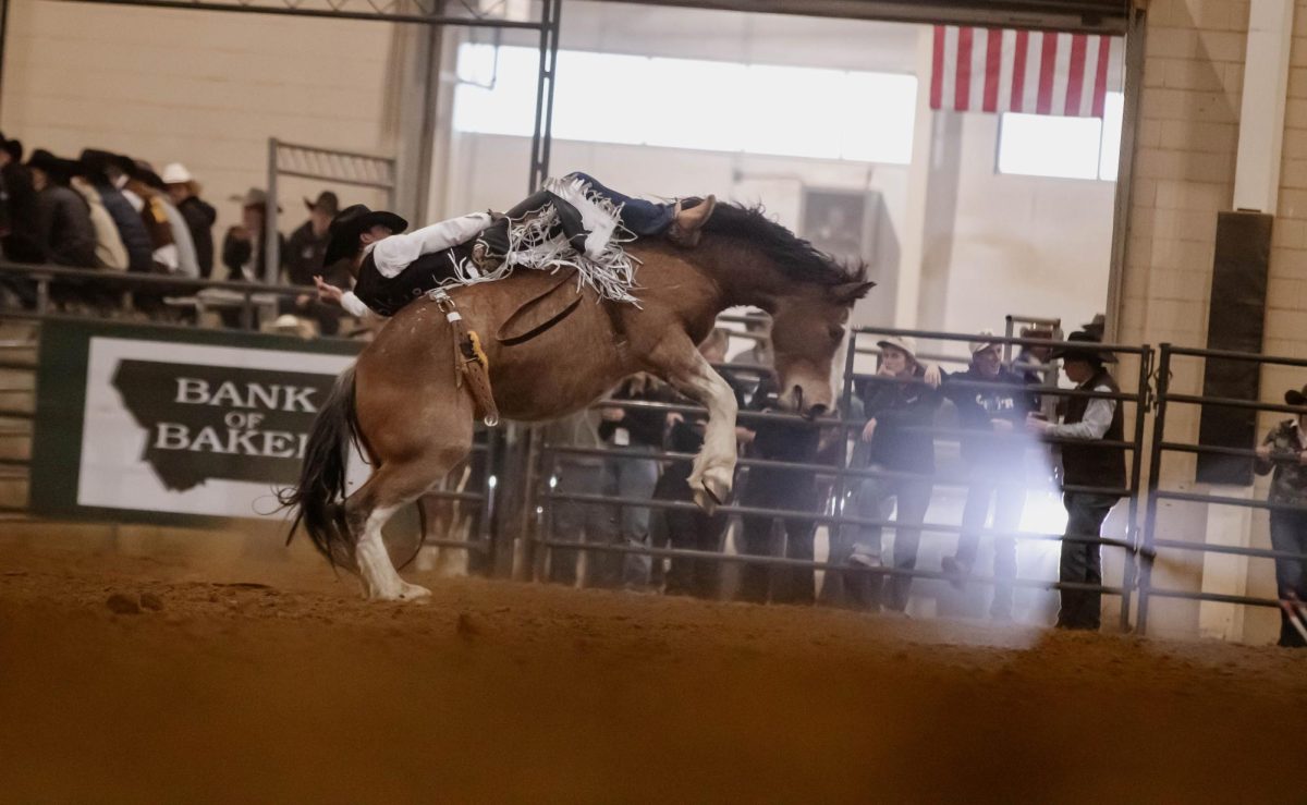 A bareback rider competes during Colorado State University's 76th Annual Skyline Stampede Rodeo at The Ranch Events Complex April 3.