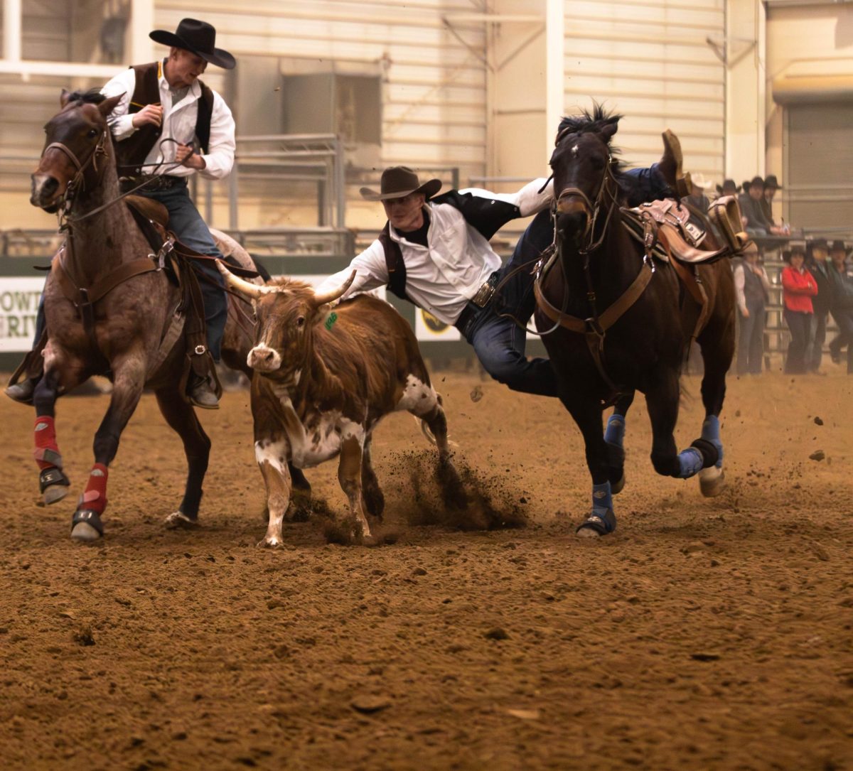 A cowboy grabs hold of a steer during the steer wrestling event at Colorado State University's 76th Annual Skyline Stampede Rodeo, held at The Ranch Events Complex April 3.