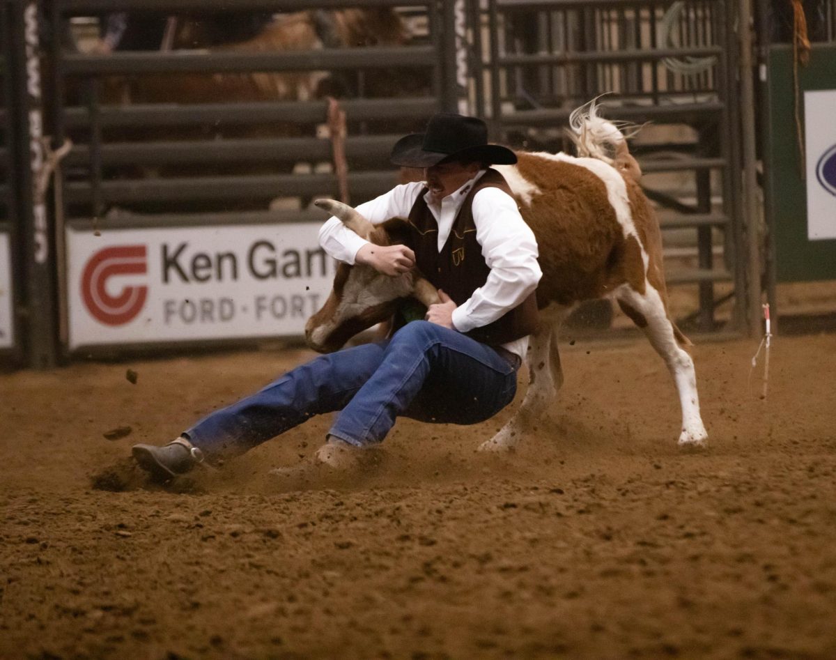 A University of Wyoming cowboy wrestles steer to the ground during the steer wrestling event at Colorado State University's 76th Annual Skyline Stampede Rodeo at The Ranch Events Complex April 3.