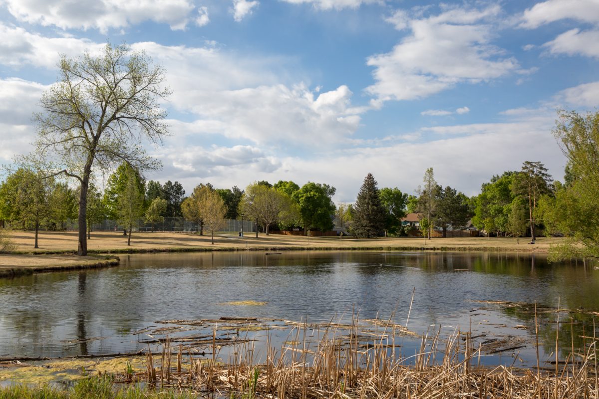 A pond with pond fronds and trees in the background.