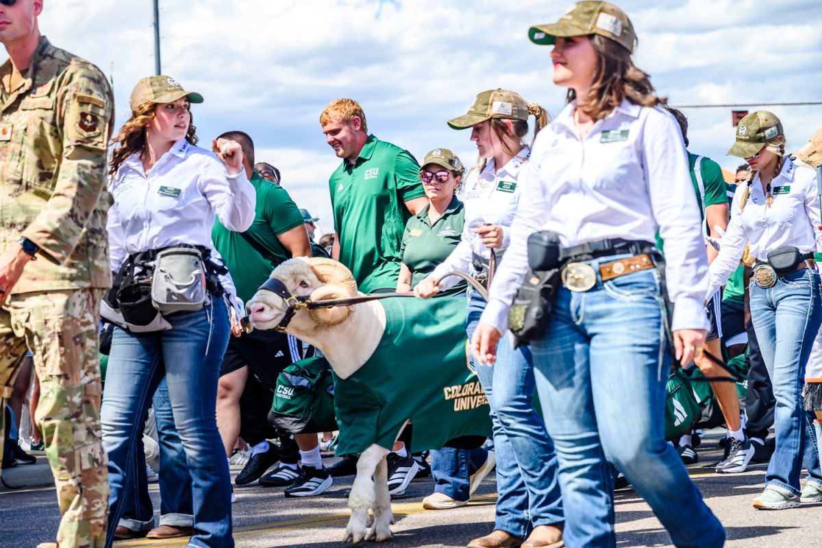 CAM the Ram is walked by his handlers in front of Colorado State University football players in a march to Canvas Stadium before the Border War game Sept. 5. 