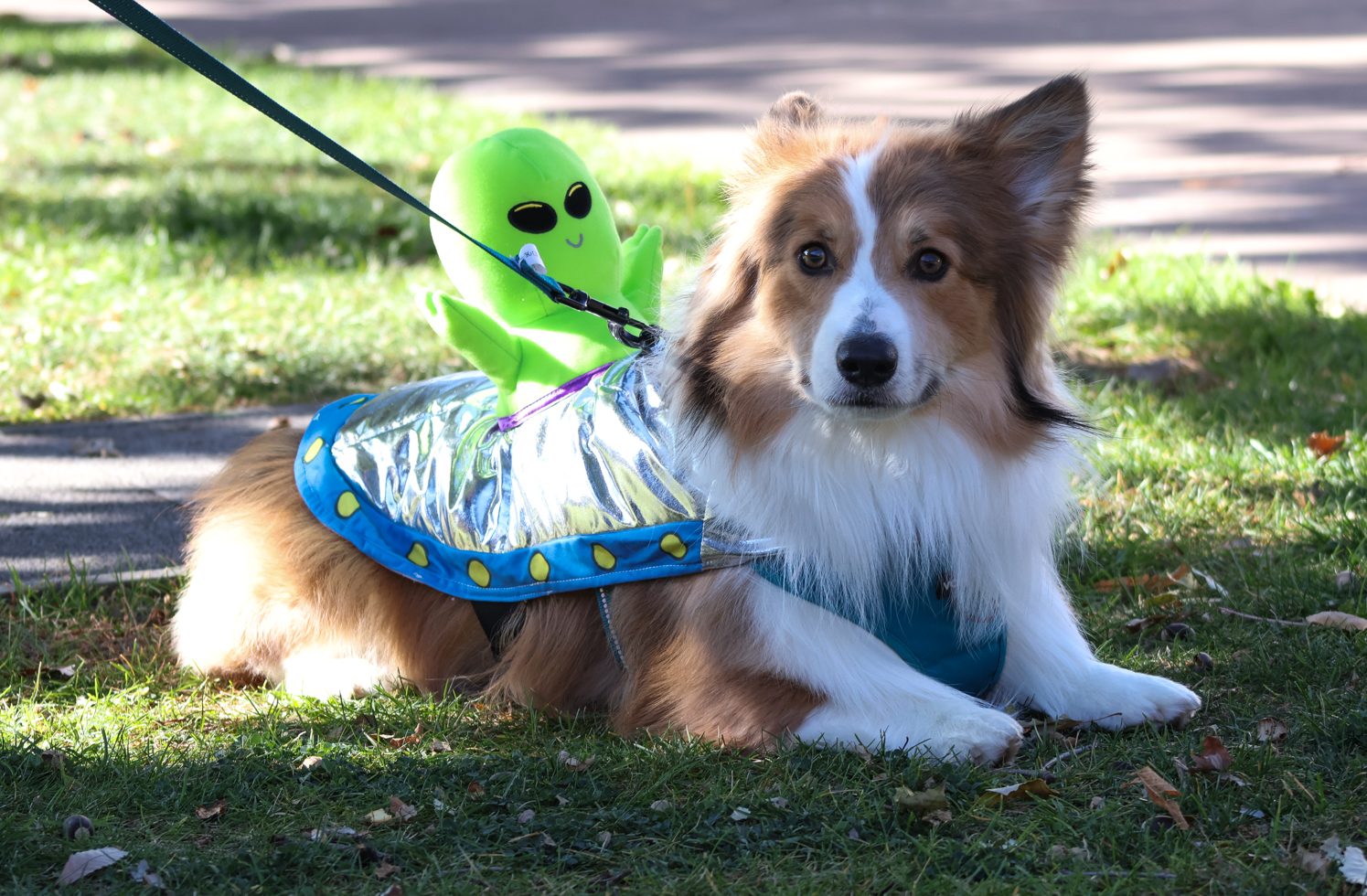 Gallery: Tour de Corgi celebrates 12th year