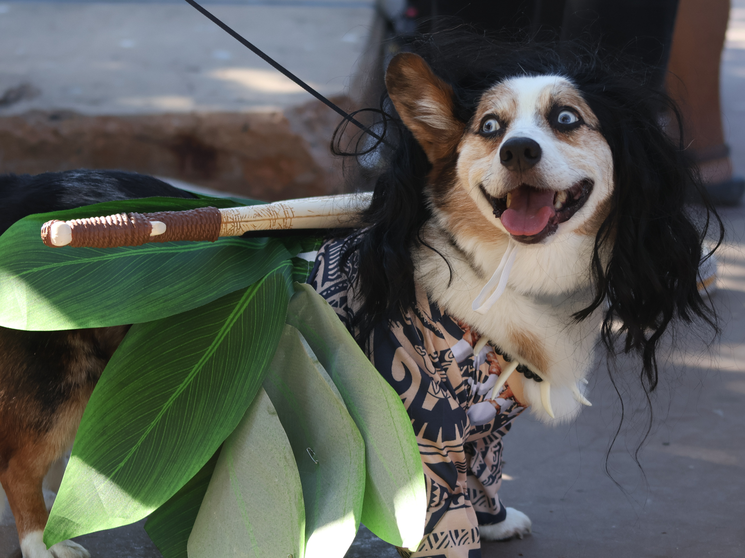 Gallery: Tour de Corgi celebrates 12th year