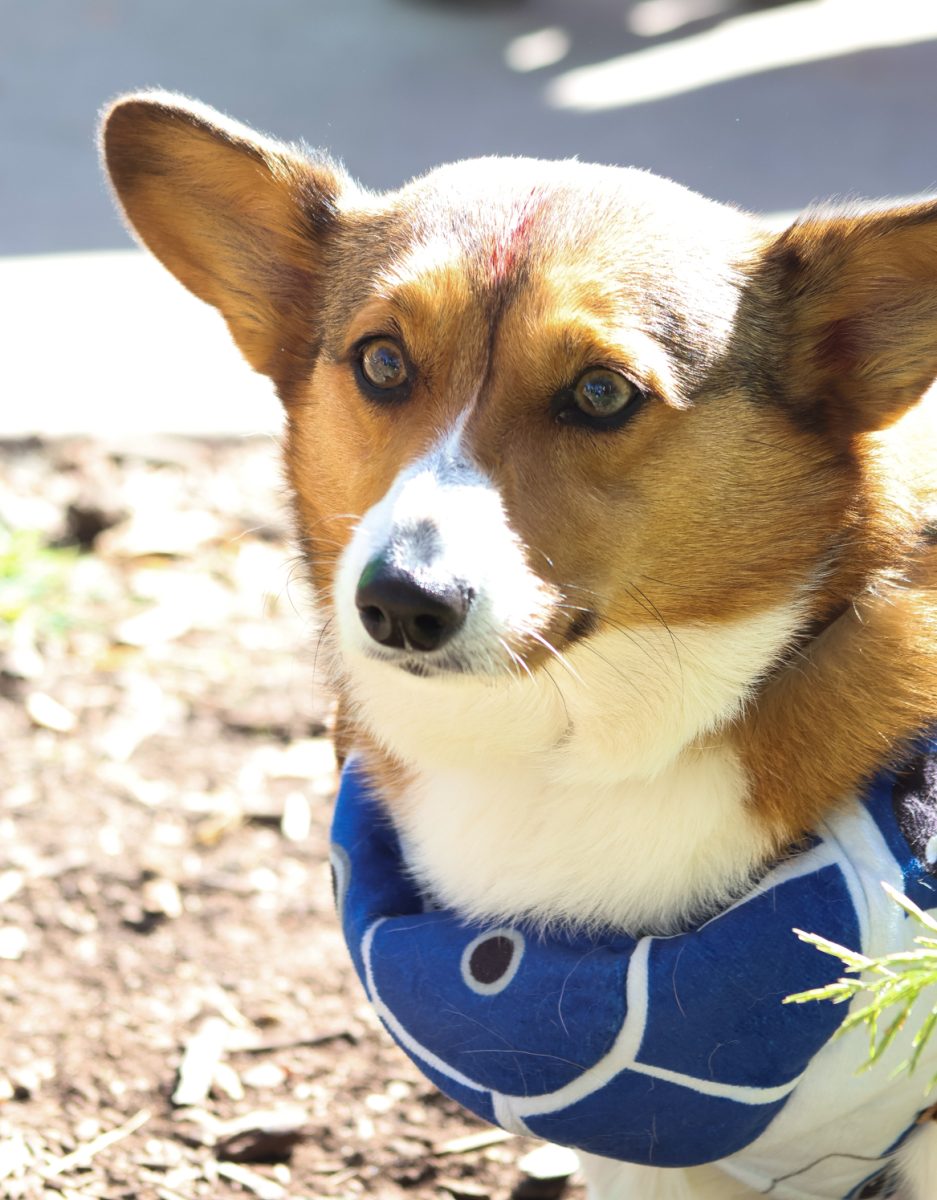 Molle dressed as an adorable R2-D2, Civic Center Park, Oct. 3rd. She is a bit of a local celebertiy with more than 3,000 followers on her instagram @nococorgimolle.