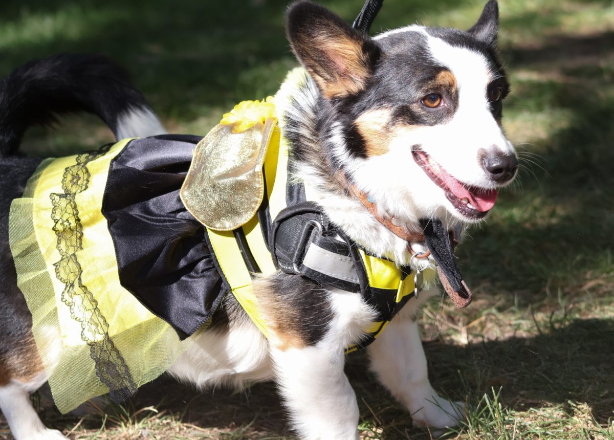 Gidget dressed as an adorable corg-bee, Civic Center Park, Oct. 3rd. She was very excited and eager to be pet, if she stayed still long enough that is!