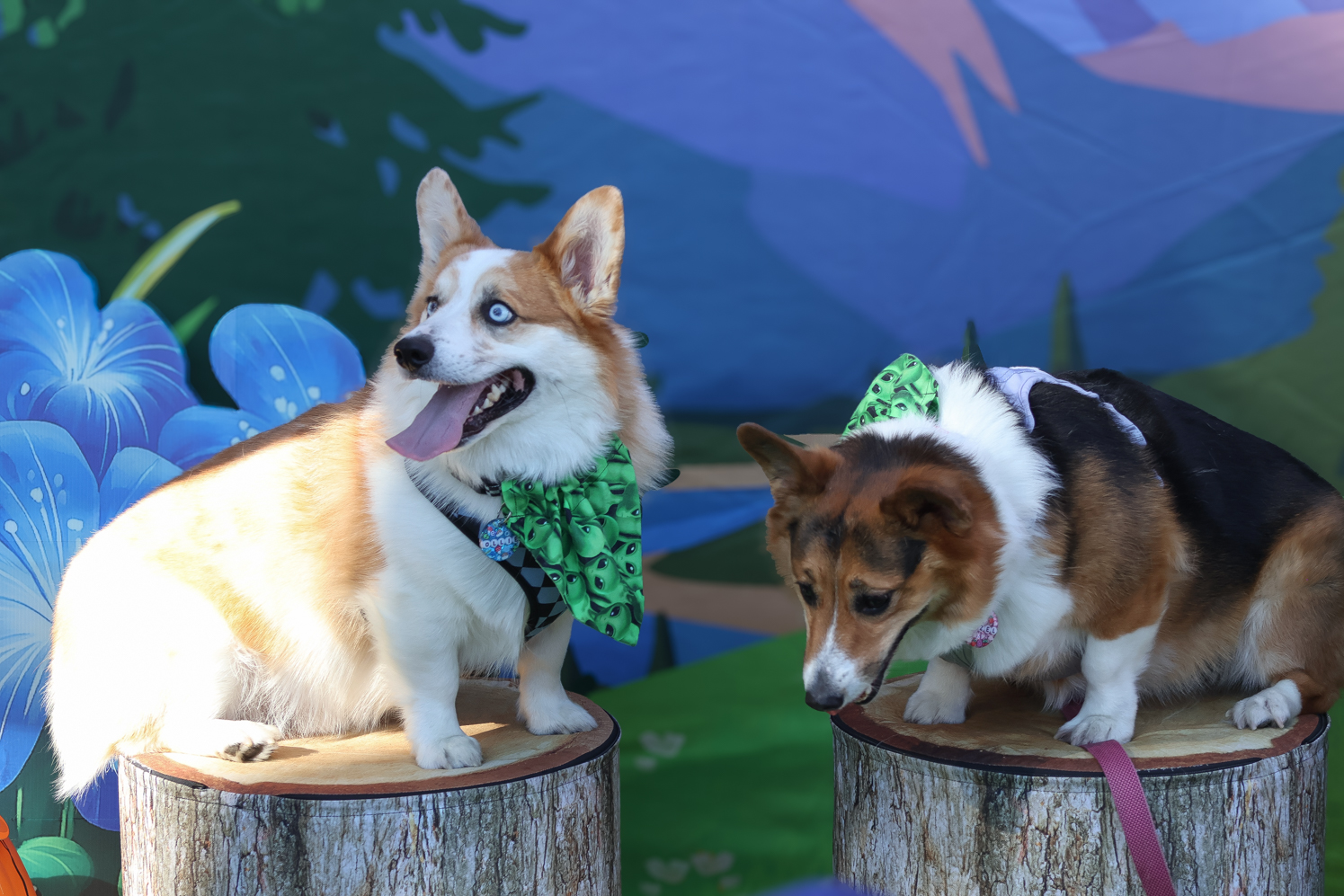 Gallery: Tour de Corgi celebrates 12th year