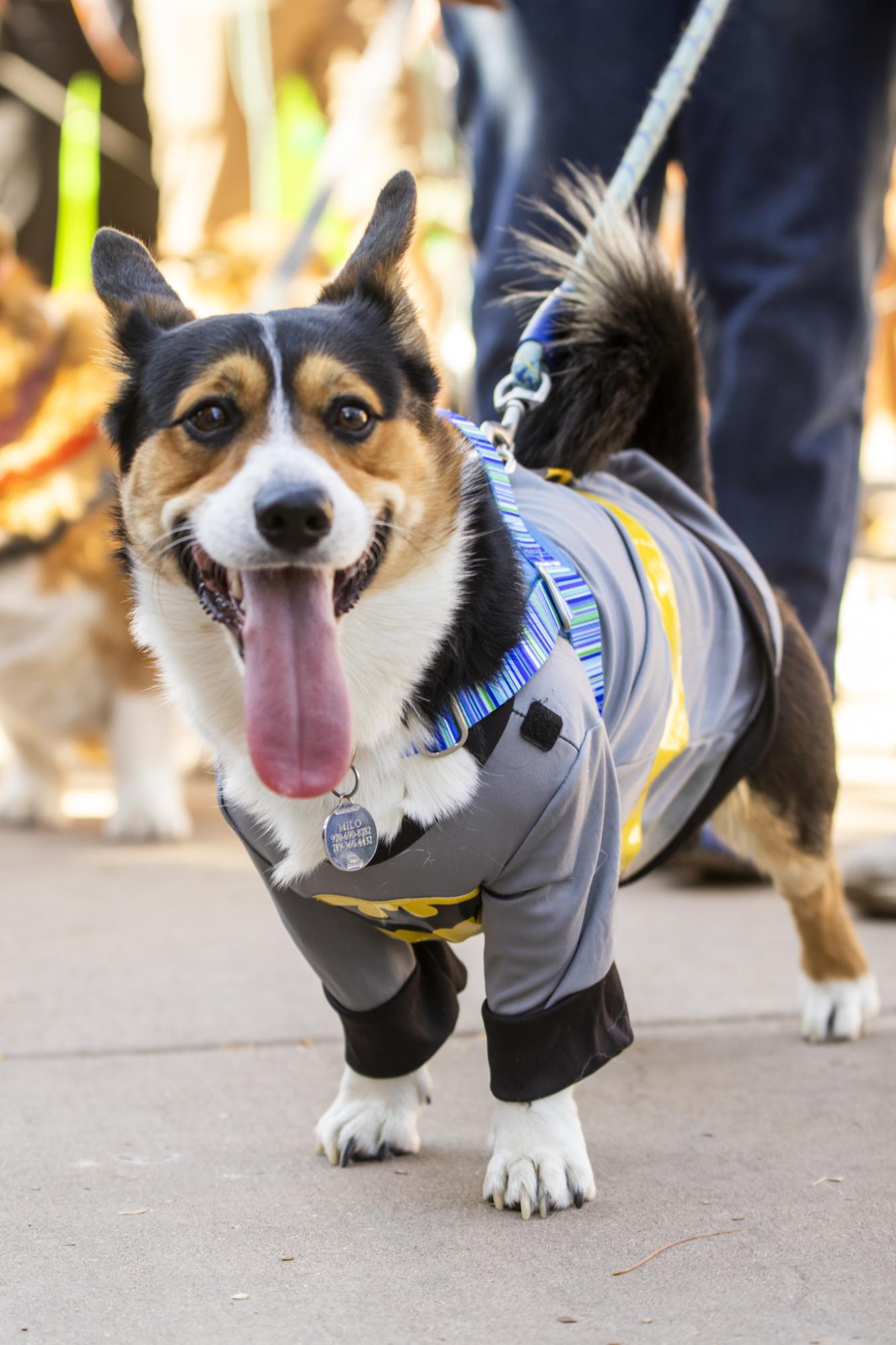 Gallery: Tour de Corgi celebrates 12th year