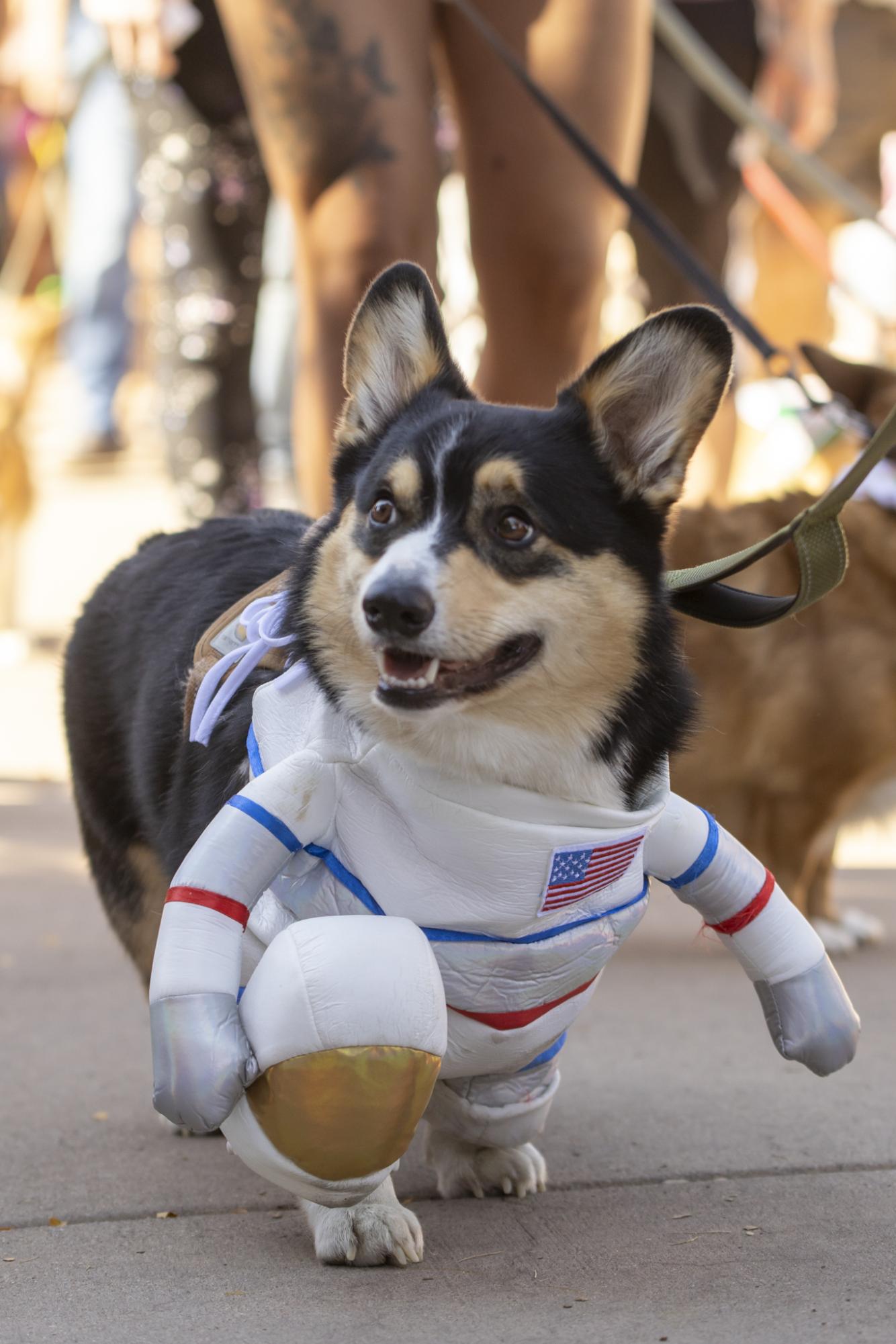 Gallery: Tour de Corgi celebrates 12th year