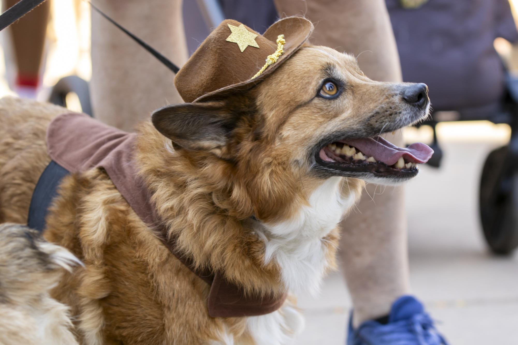 Gallery: Tour de Corgi celebrates 12th year
