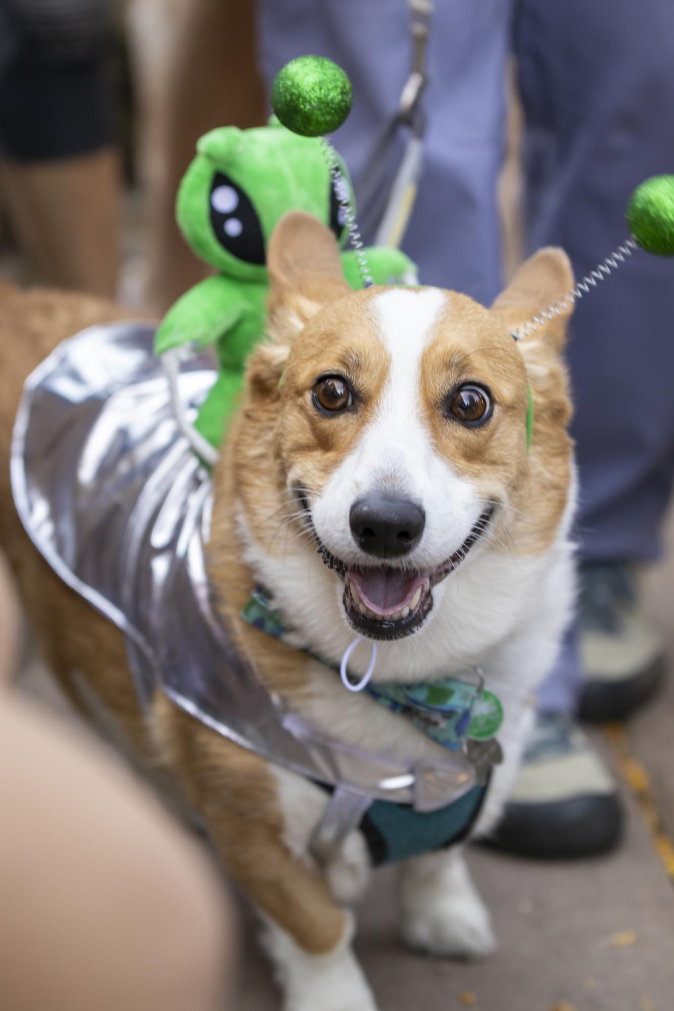 Gallery: Tour de Corgi celebrates 12th year