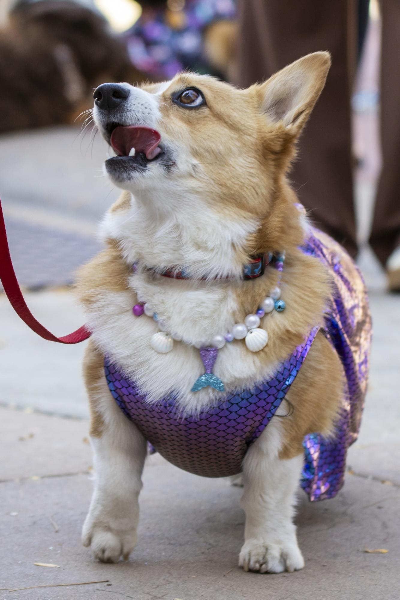 Gallery: Tour de Corgi celebrates 12th year