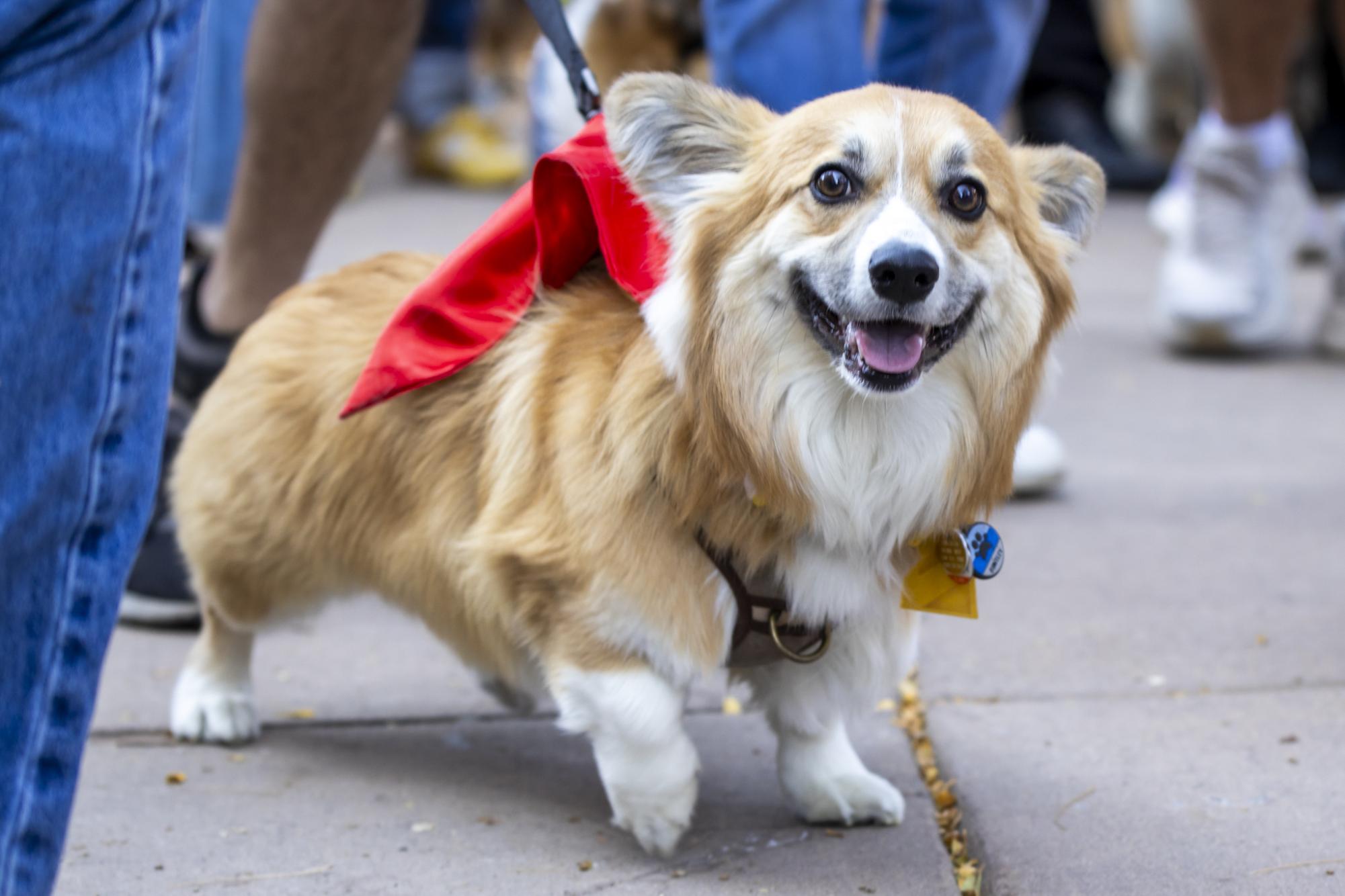 Gallery: Tour de Corgi celebrates 12th year