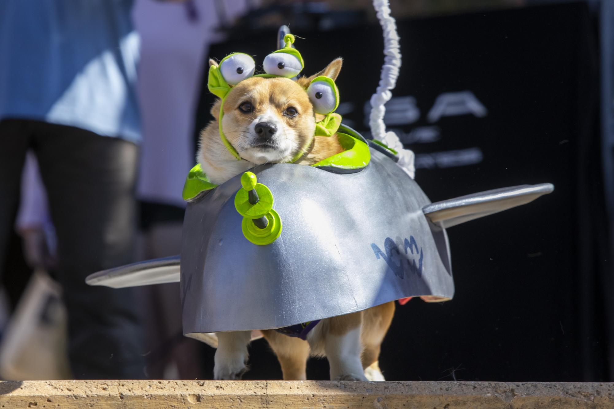 Gallery: Tour de Corgi celebrates 12th year