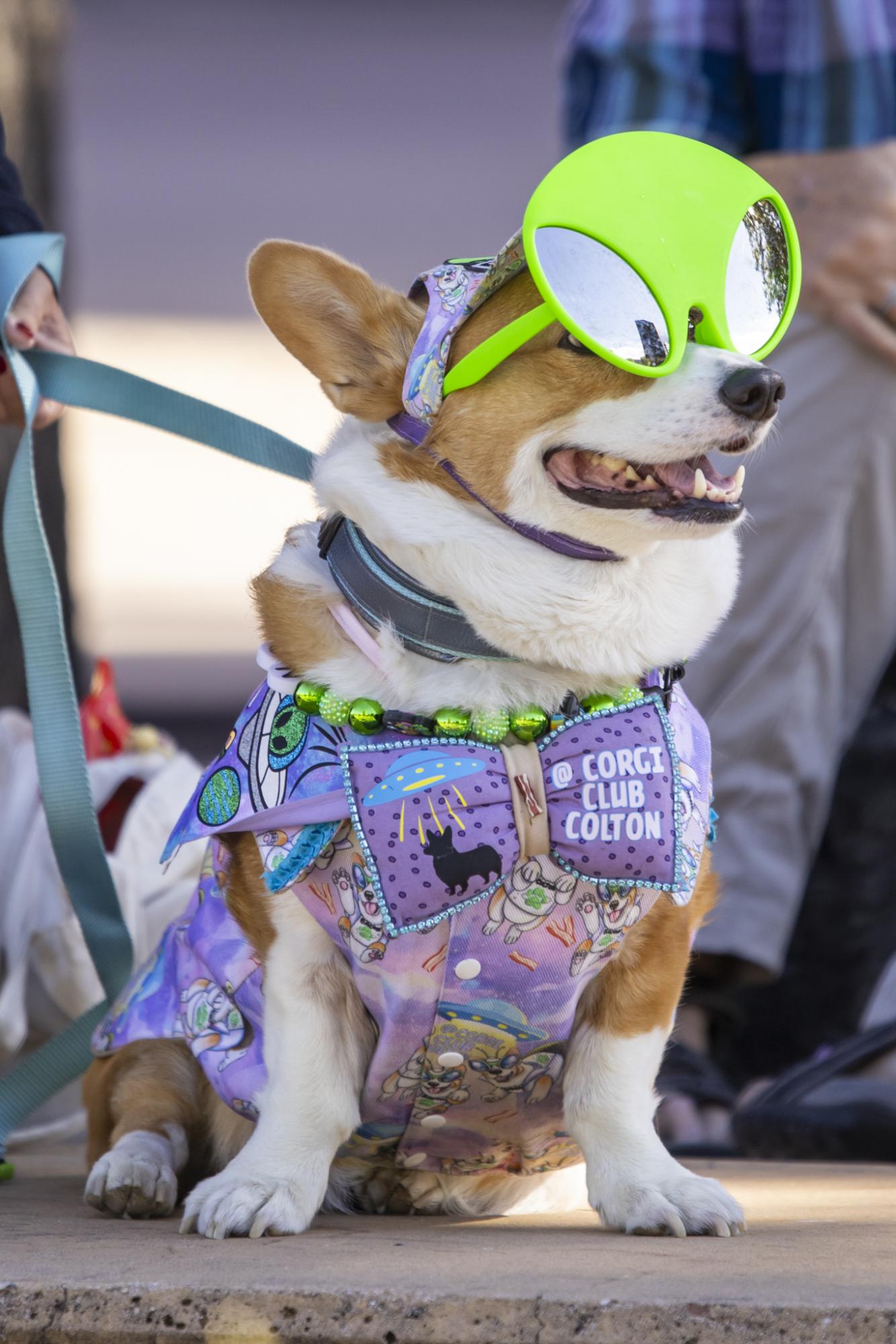 Gallery: Tour de Corgi celebrates 12th year